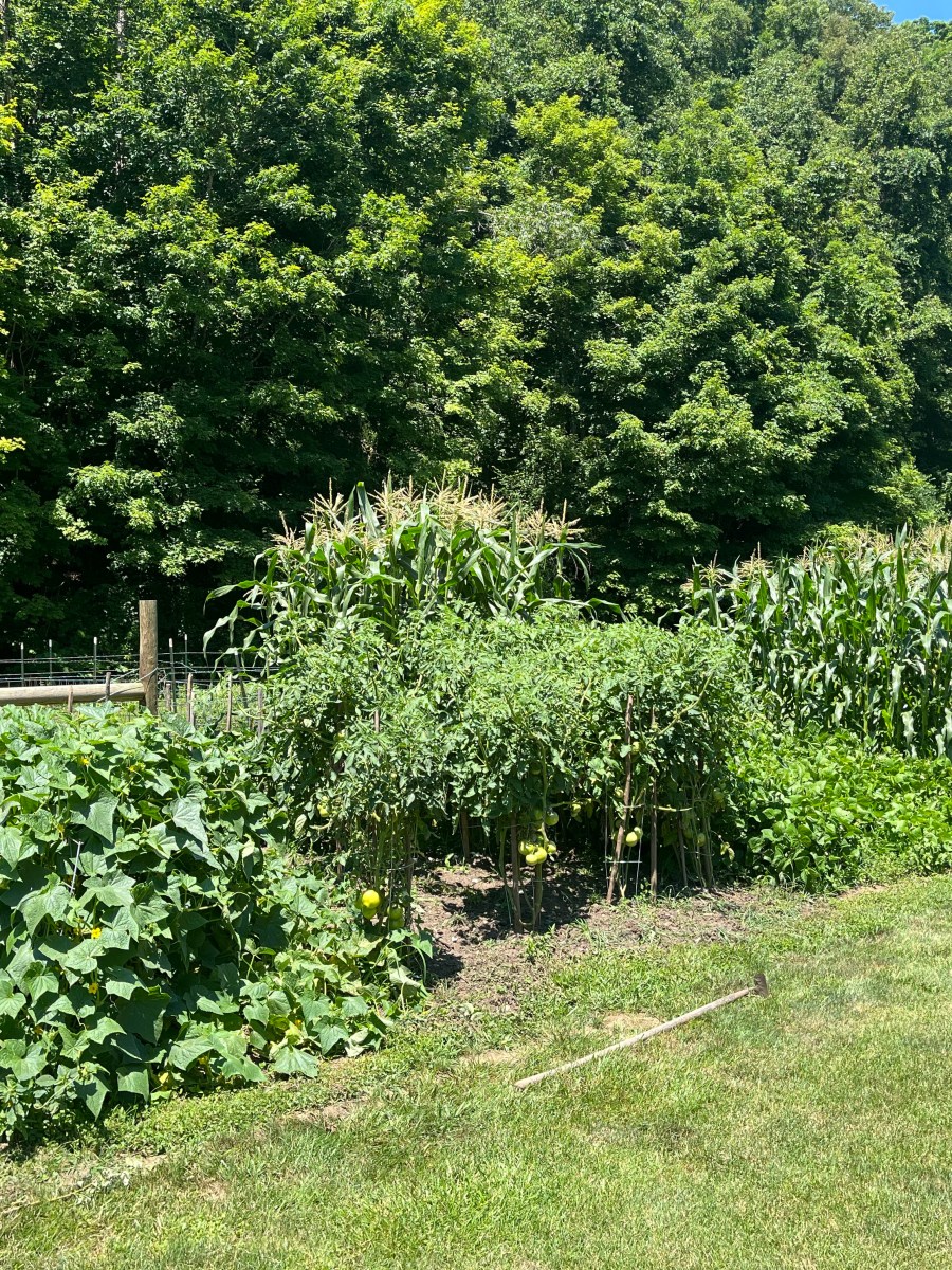 A Beginner’s Guide to Starting a Home Garden: Growing Green Thumbs and Lifelong Memories
