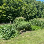 A Beginner’s Guide to Starting a Home Garden: Growing Green Thumbs and Lifelong Memories